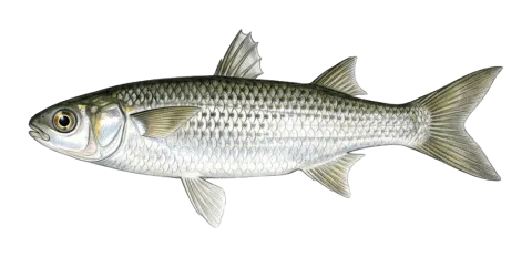 Abu Mullet