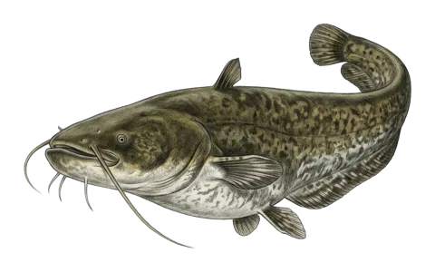 Wels catfish
