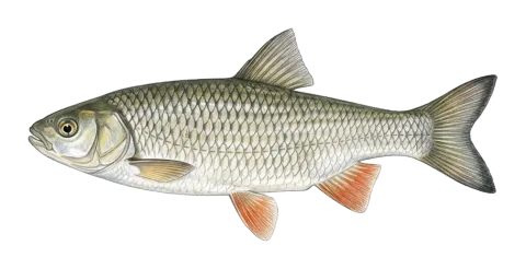 Common chub