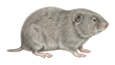 Transcaucasian Mole Vole