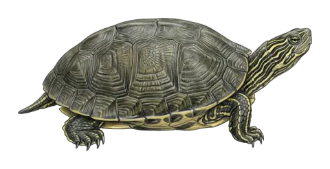 Caspian turtle