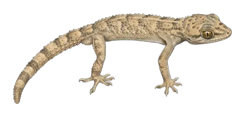Iraqi (Keel-scaled) gecko