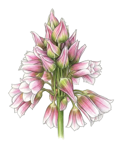 Allium tripedale