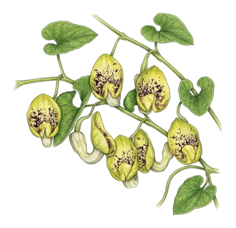 Aristolochia paecilantha