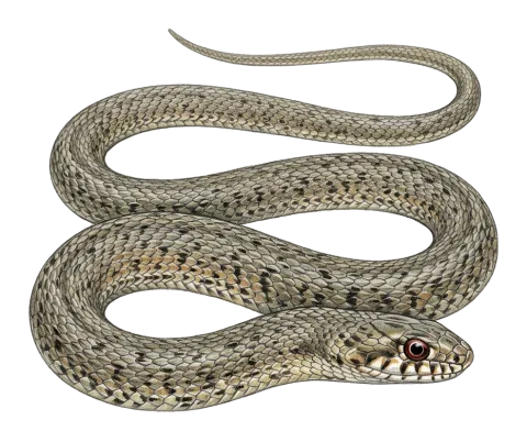 Eastern Montpellier Snake