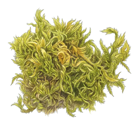 Homalothecium sericeum