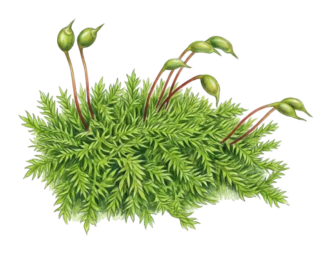 Rhynchostegium confertum