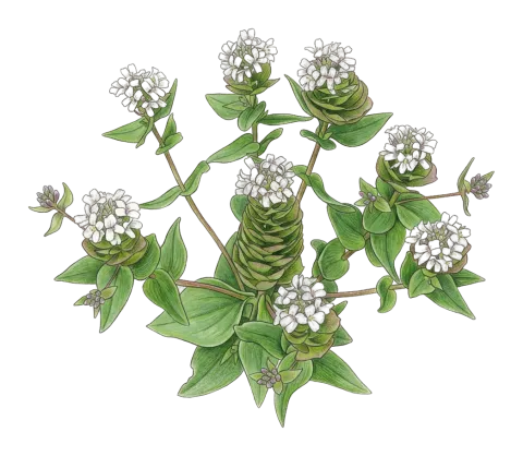 Aethionema arabicum