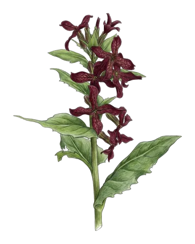 Hesperis odorata