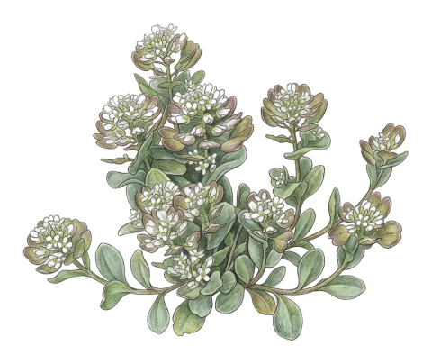 Noccaea platycarpa