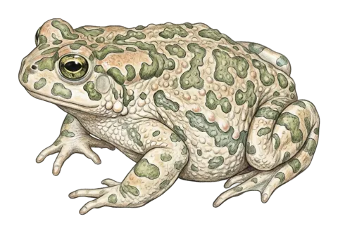 Eastern green toad