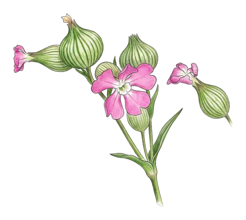 Silene conica