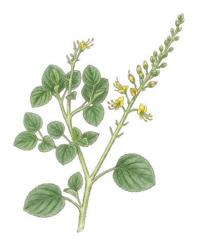 Cleome quinquenervia