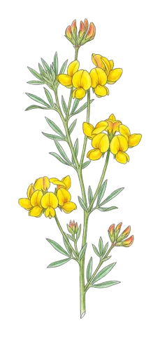 Lotus tenuis