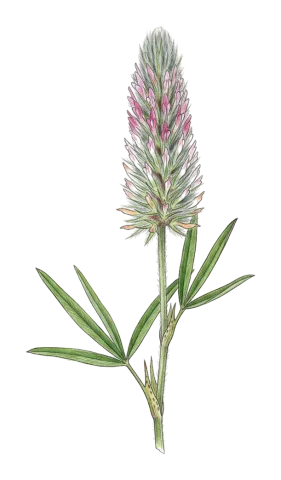Trifolium angustifolium
