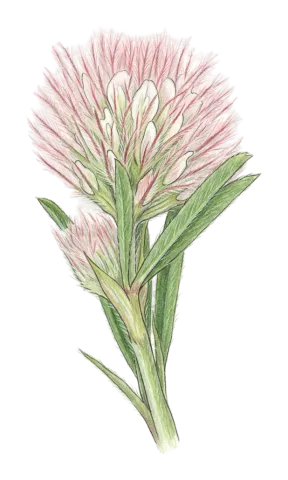 Trifolium arvense