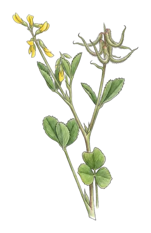 Trigonella spruneriana