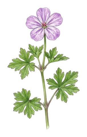 Geranium robertianum