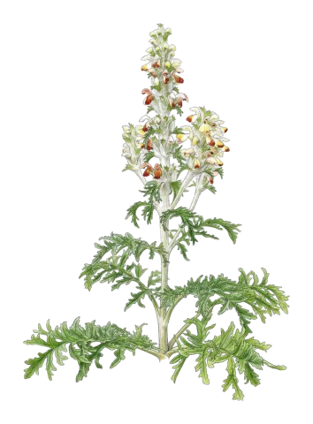 Phlomoides laciniata
