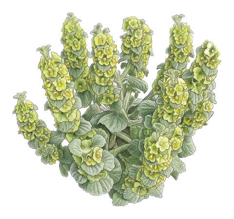 Phlomoides molucelloides