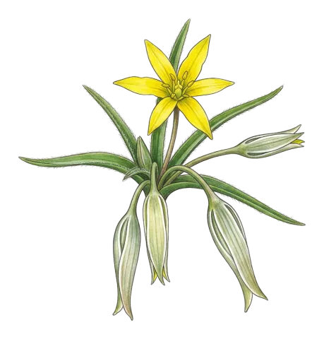 Gagea circumplexa