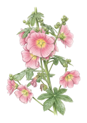 Alcea rosea