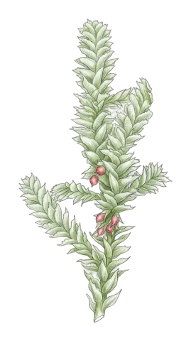Neckera pennata