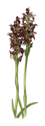 Anacamptis fragrans