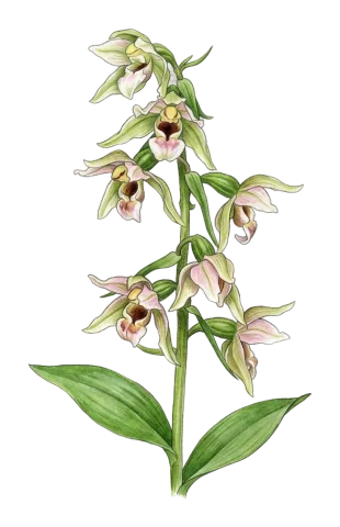 Epipactis helleborine