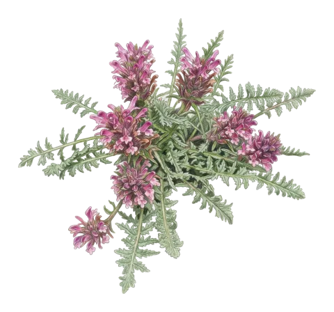 Pedicularis pycnantha