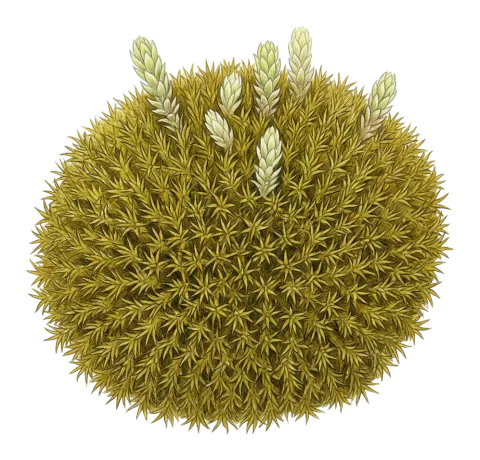 Syntrichia ruralis