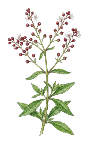 Lysimachia dubia