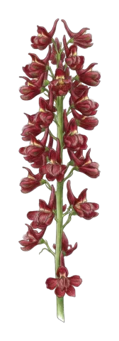 Delphinium macrostachyum