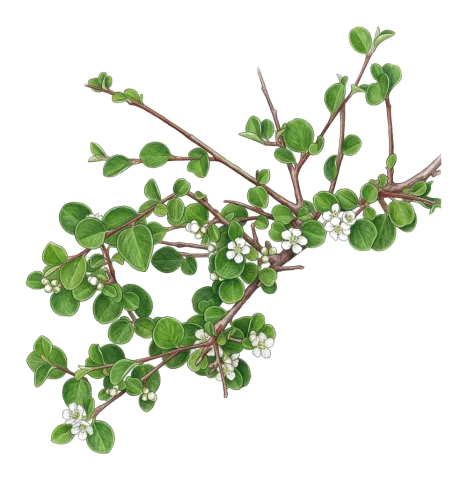 Cotoneaster nummularius