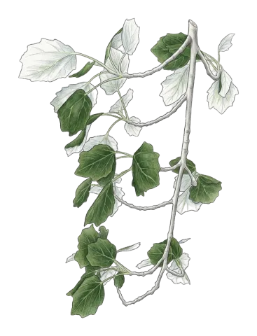 Populus alba