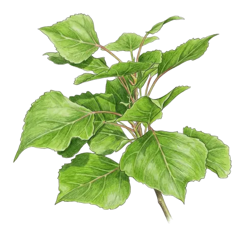 Populus nigra