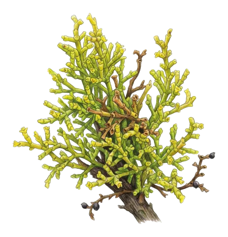 Arceuthobium oxycedri