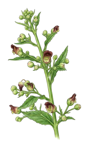 Scrophularia umbrosa