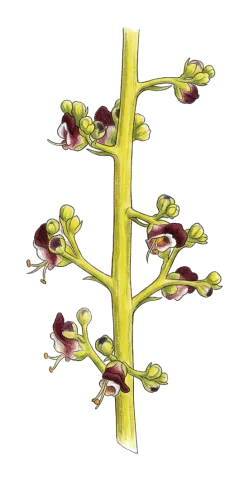 Scrophularia xanthoglossa