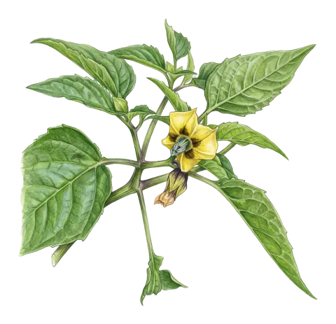 Physalis philadelphica