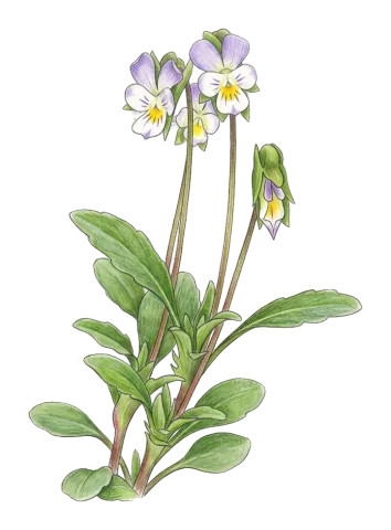 Viola occulta