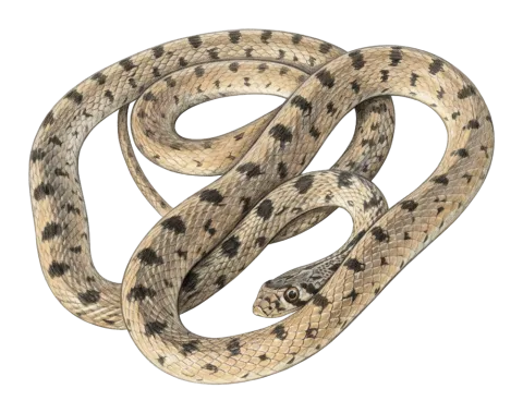 Rogers's Racer