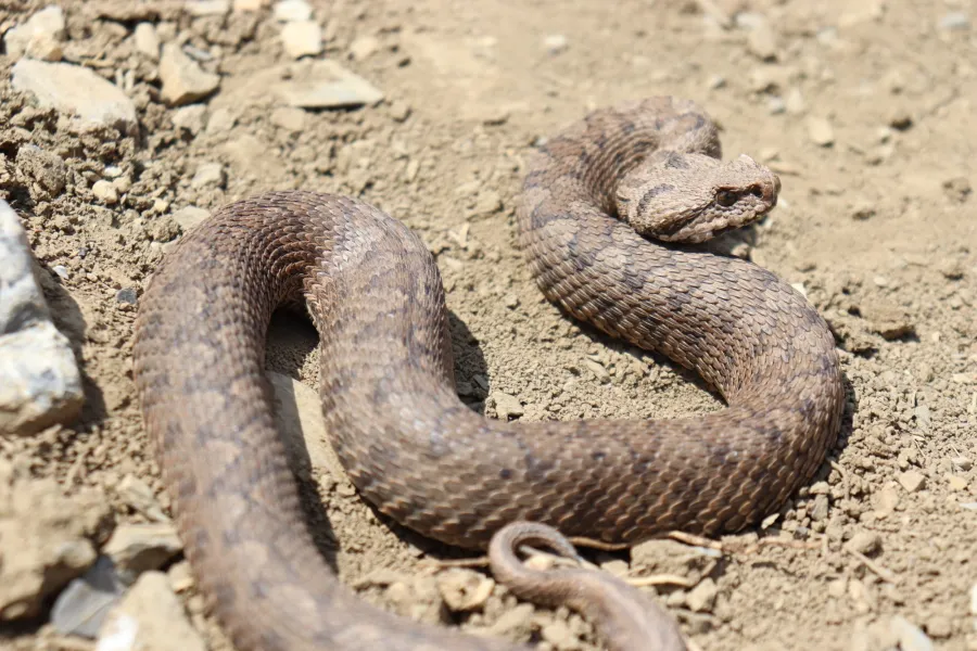 Kurdistan viper, Armenian Mountain viper