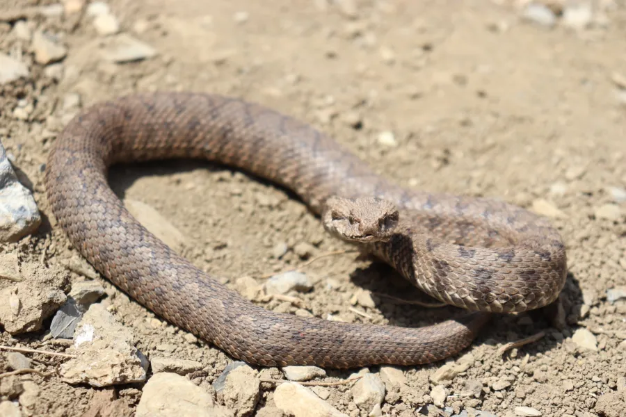Kurdistan viper, Armenian Mountain viper
