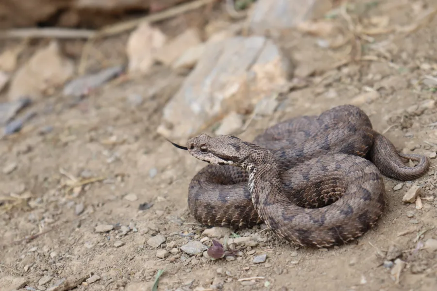 Kurdistan viper, Armenian Mountain viper