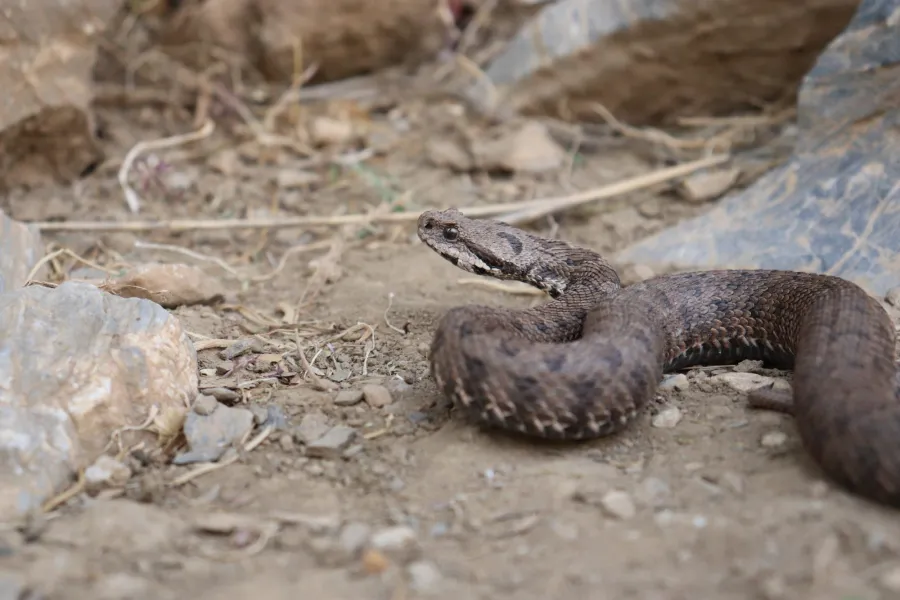 Kurdistan viper, Armenian Mountain viper