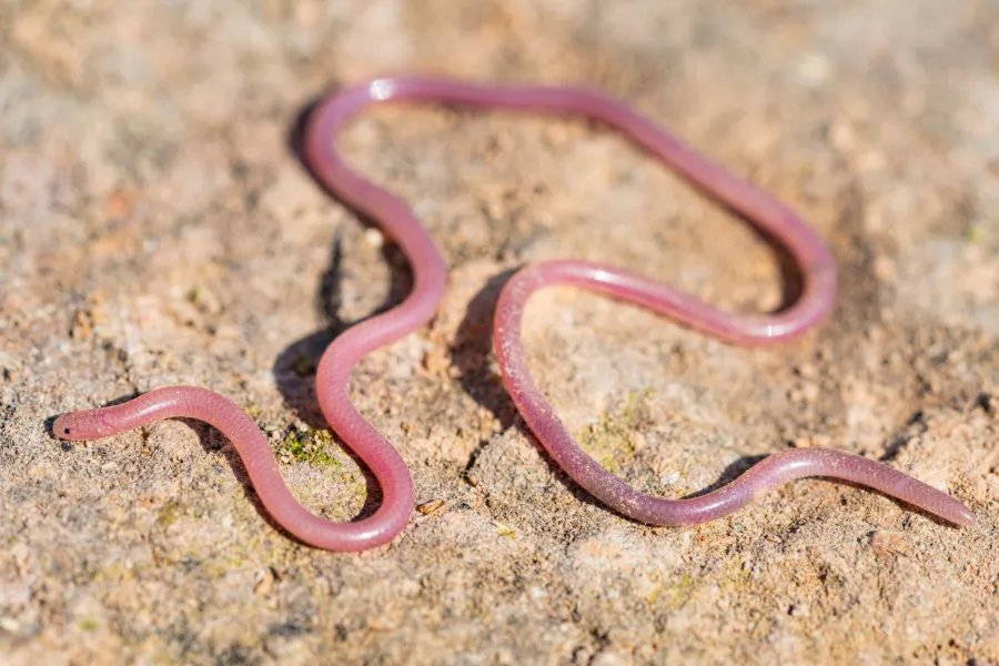 Long-nosed Worm Snake