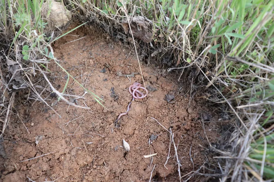 Long-nosed Worm Snake