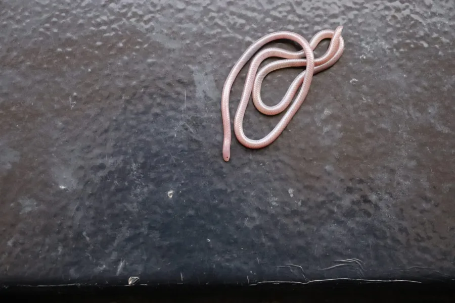 Long-nosed Worm Snake