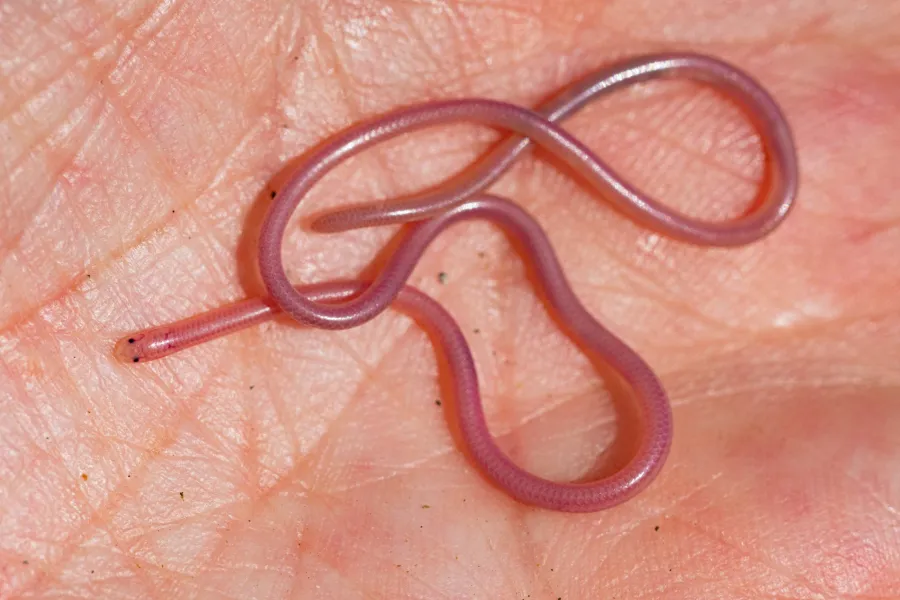 Long-nosed Worm Snake